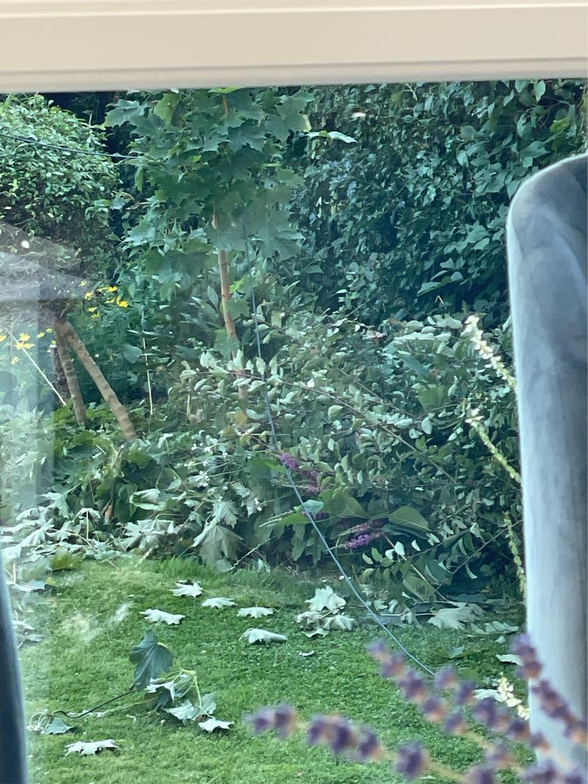 Fjernelse af afklippet hæk og grene