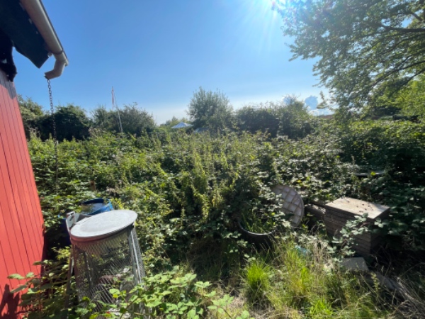 Rydde kolonihavegrund for vild brombær og affald