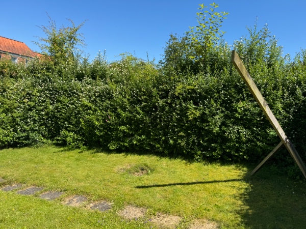 Hækklipning og fjernelse af afklip