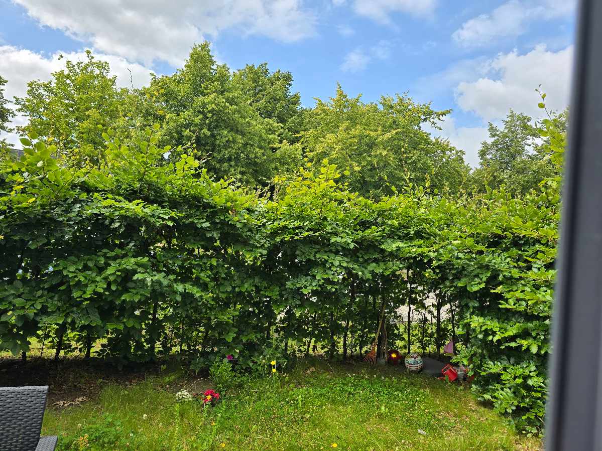 Rengøring af fliser og klipning af hæk