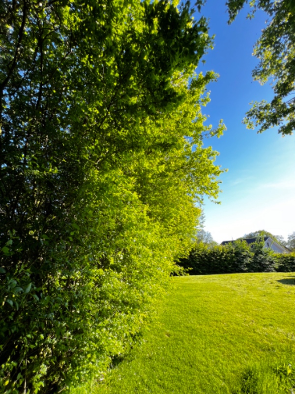 Beskæring og bortskaffelse af hæk