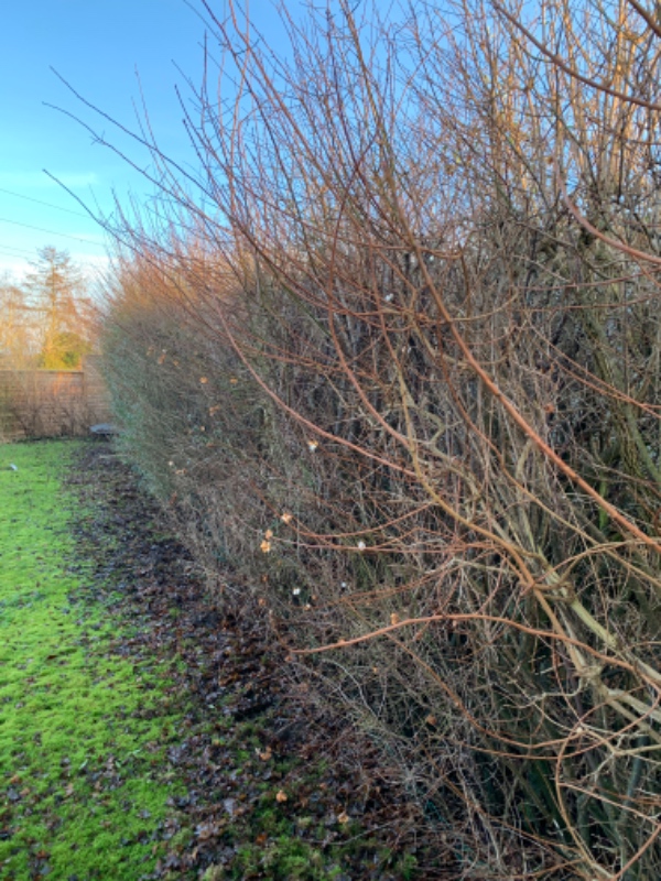 Beskåret miabella hæk