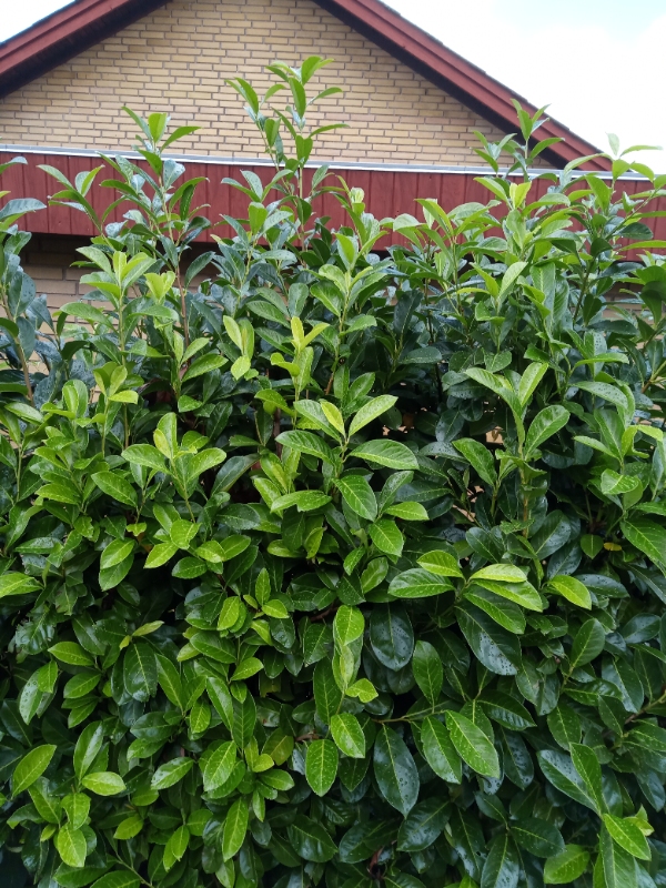 beskæring af 4 kirsebær lauerbærbuske