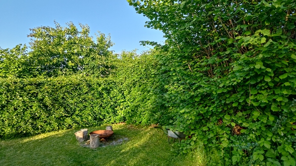 Klipning og bortskaffelse af hæk