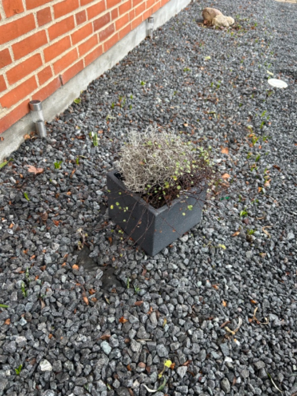 Renset et bed ca 4kvm (skærv) for skvadderkål Rens (sten fjernes, skvadderkål fjernes og sten retur)