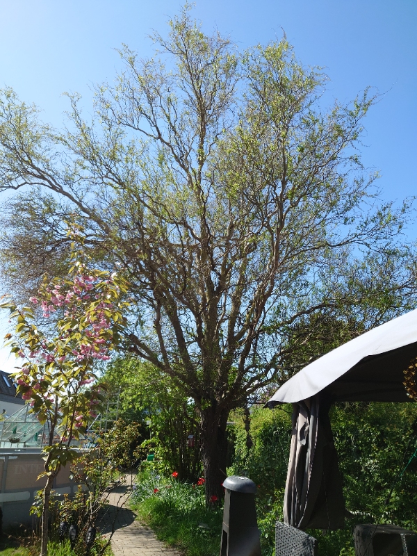 Beskæring af højt træ