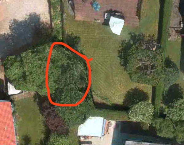 Beskæring af tre høje elmetræer