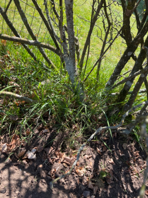 Fjernet ukrudt i og omkring hæk på hjørnegrund