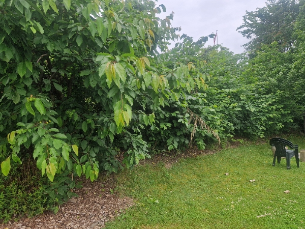 Hækklipning og lugning af bede