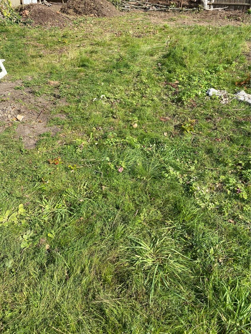 Fælde træ og planere have