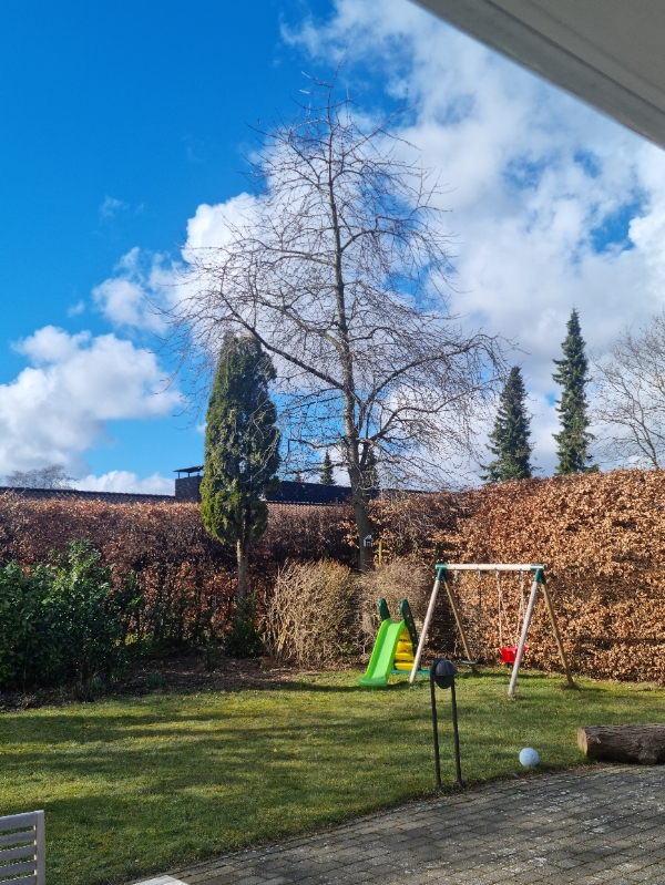 Fælde træer og grave hul