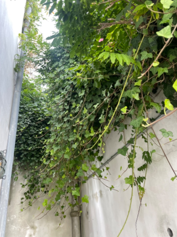 Fjerne ukrudt og nedklipning