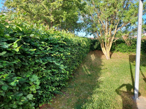 Hurigst muligt have klippet min hæk i min andelsforening, inkl. bortskaffelse af afklip.