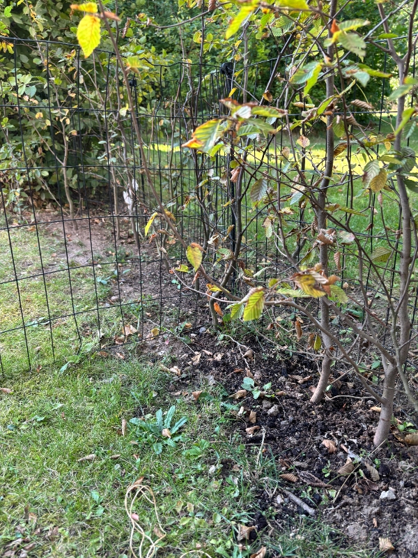 Omplantning af bøgehæk