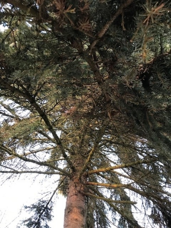 beskæring af ca. 10 - 12 grene på grantræ