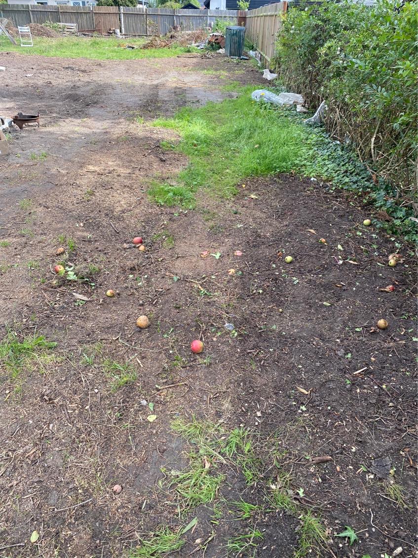 Fælde træ og planere have