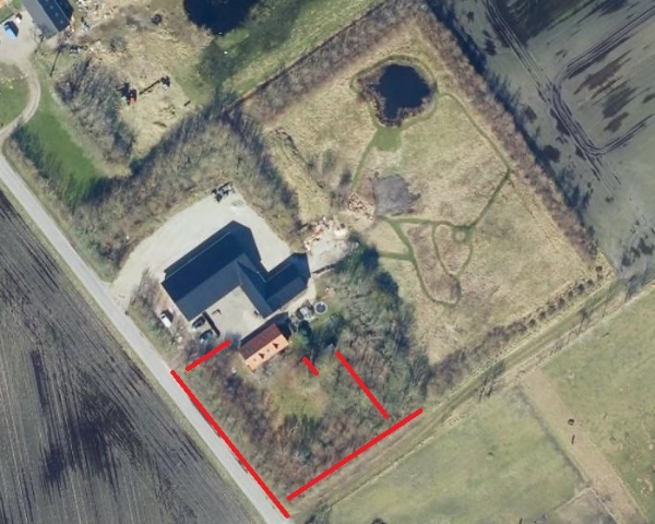 Beskæring af læhegn og træer