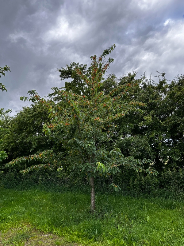 Beskæring af frugttræer