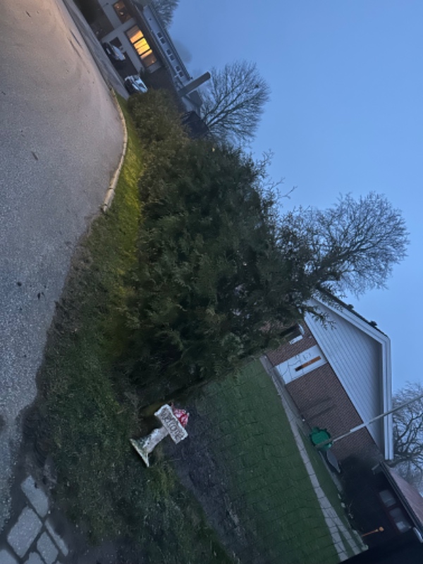 Thuja hækklipning i Brabrand