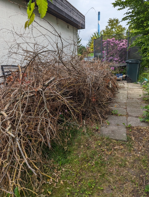 Afhentning af grene fra bøgehæk