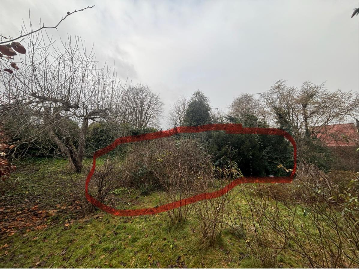 Rydning af brombærkrat