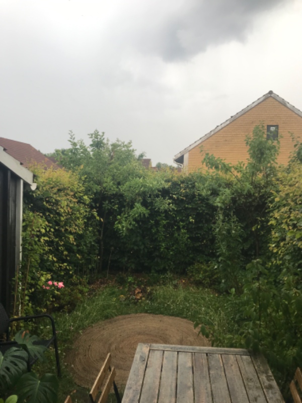 Hækklipning af 2 hække