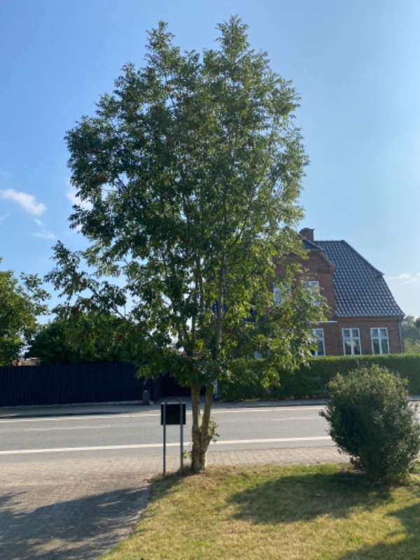 Der skal fældes og køres 2 træer væk