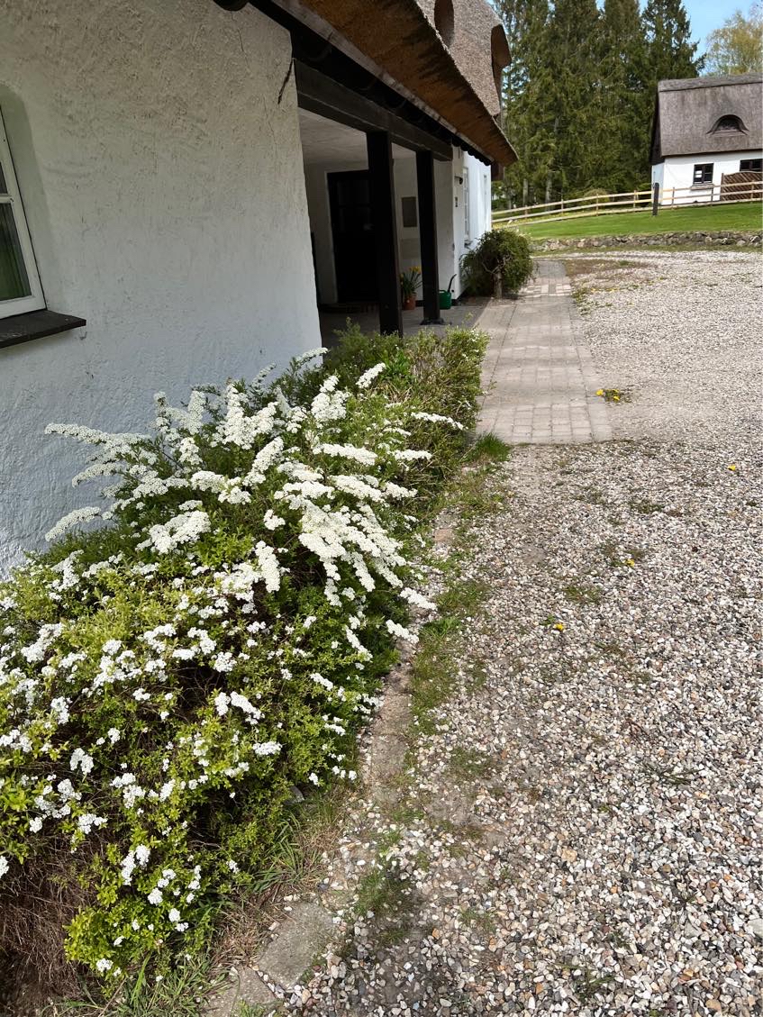 Fjernelse af ukrudt i hæk og mellem fliser