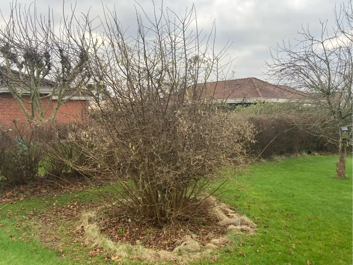 Kraftig beskæring af hæk og træer