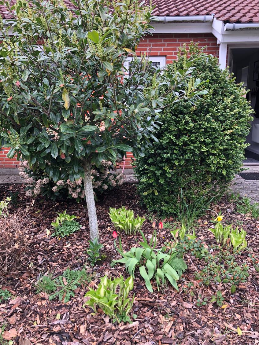 Rydning af buske og små træer samt planering og lægning af fliser