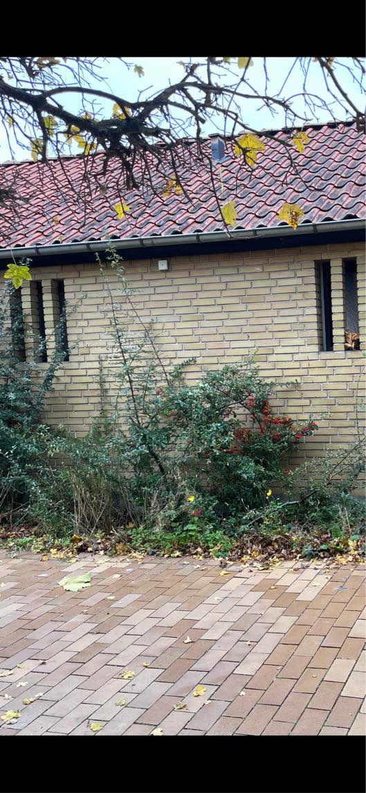 Fjerne planter og rødder