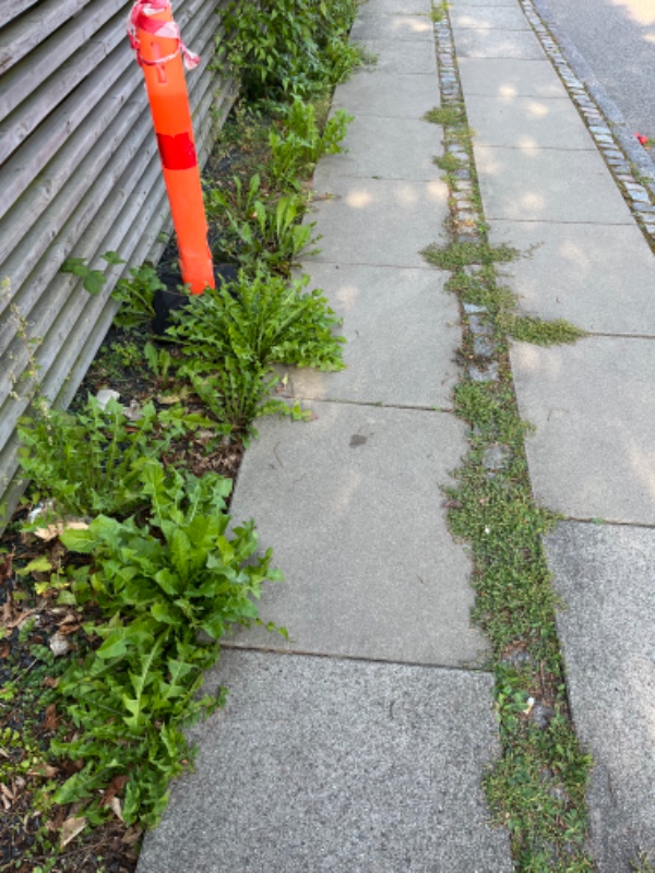 Luget ukrudt langs hegn