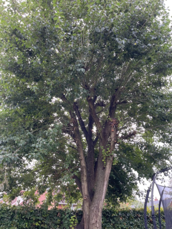 Beskære stort (pile?) træ. Samt bortførsel af de afklippede grene.