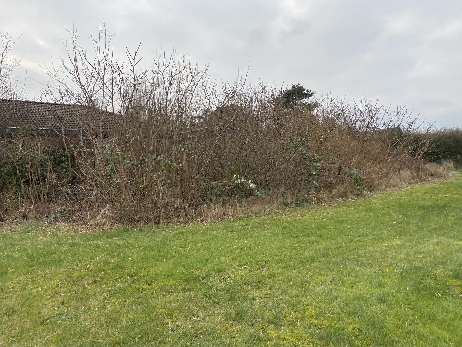 Haverenovering inkl træfældning