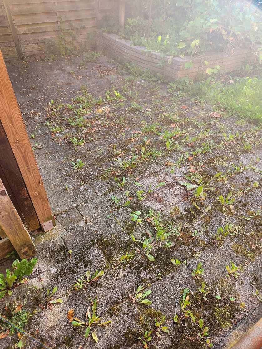 Ukrudt mellem fliser