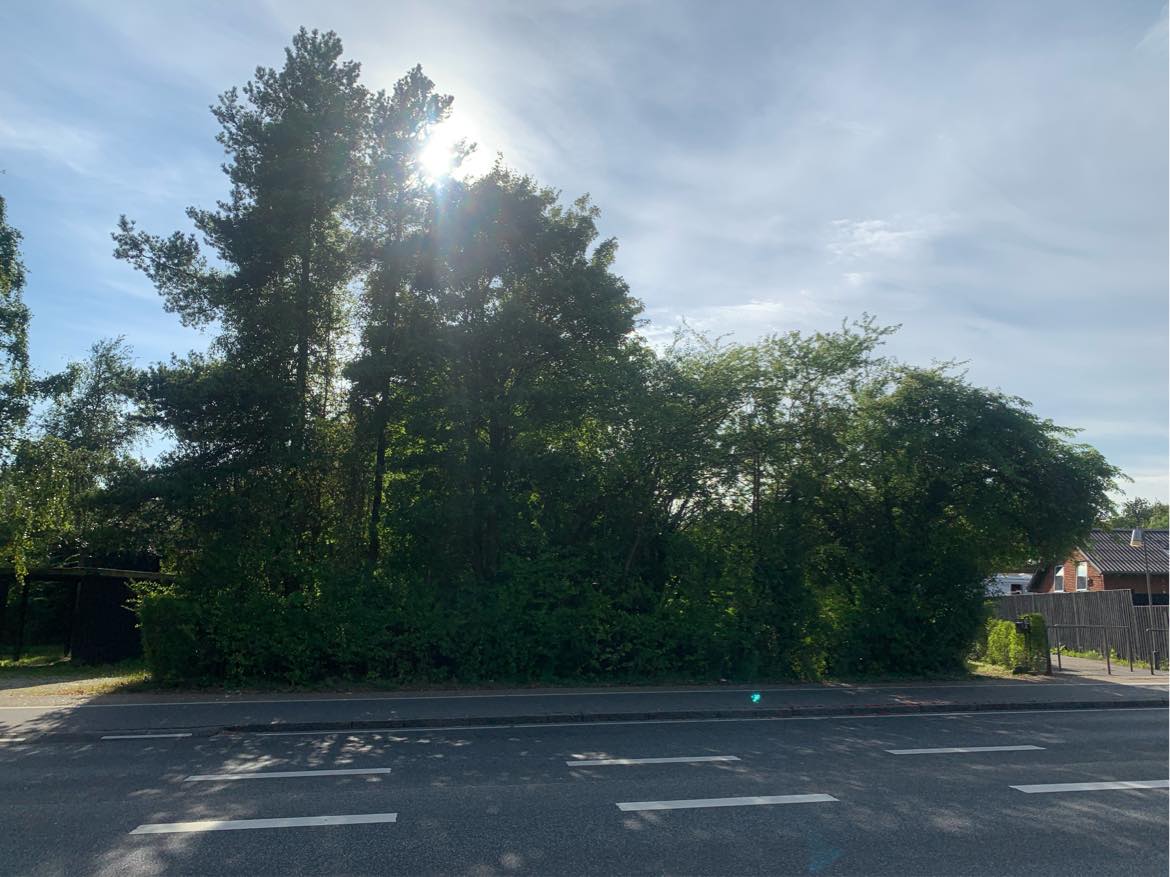 Beskærng af hæk og træer