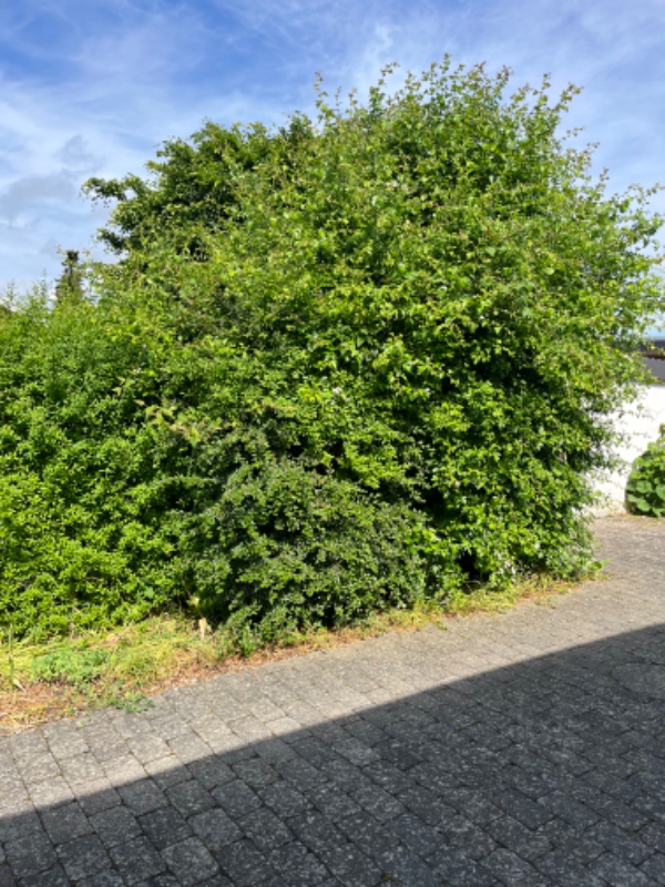 Hæk- og træbeskæring