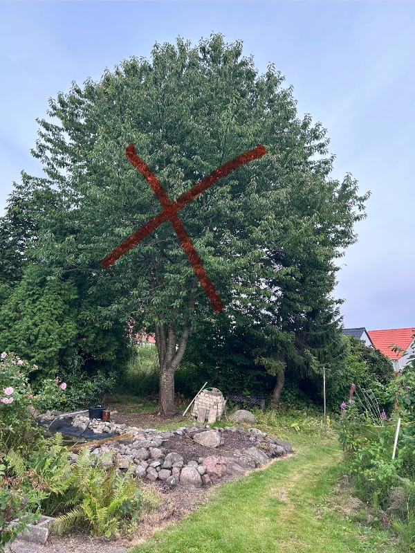 Fældning af fuglekrisebær træ