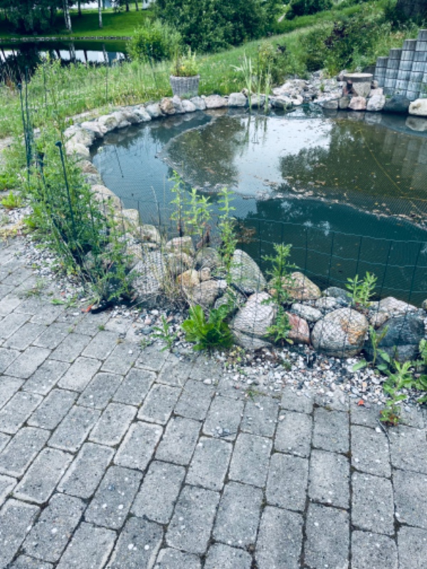 Fjernelse af ukrudt ved fiskedam