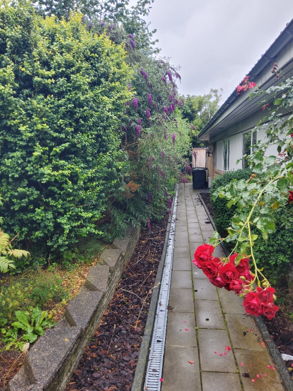 Hæk- og planteklipning