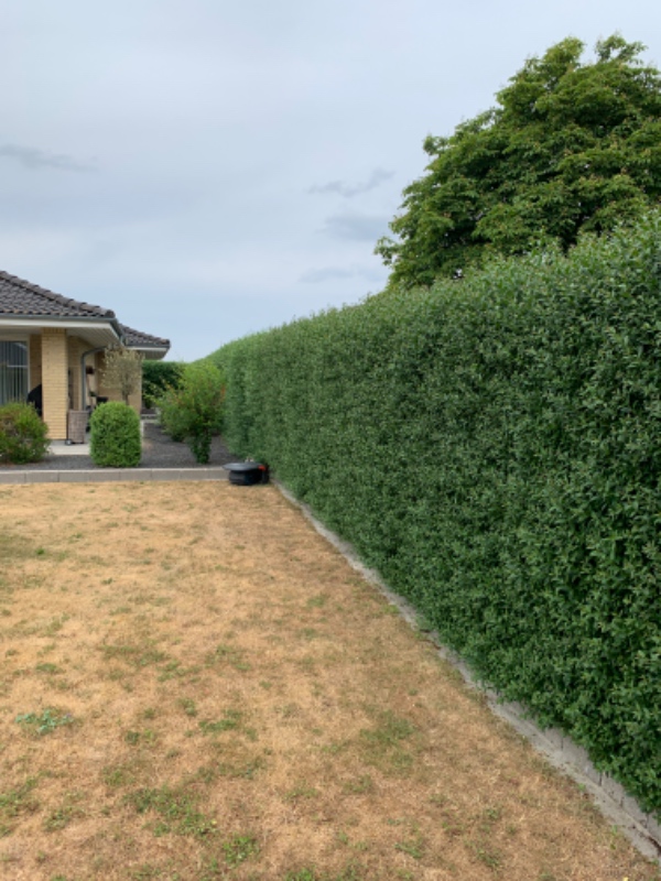 Klipning af ligusterhæk.