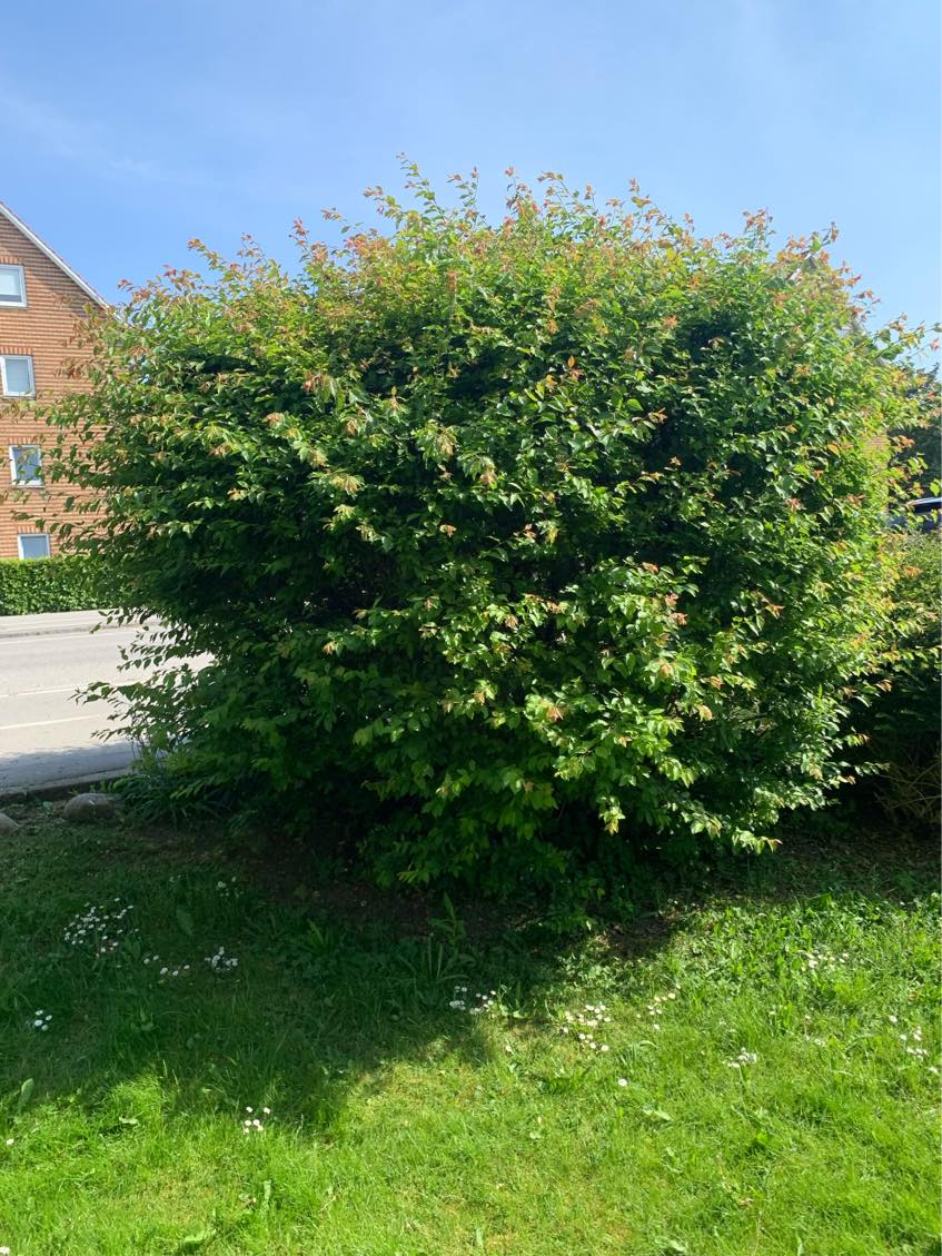 Klipning af div. buske og hæk