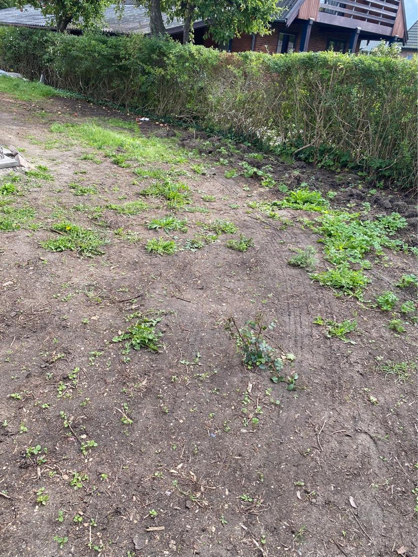 Fælde træ og planere have