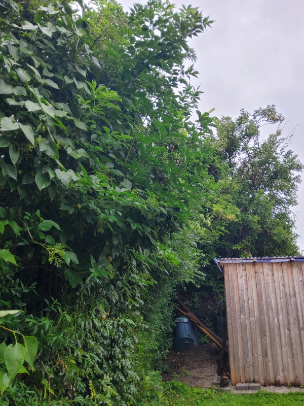 Hæk- og planteklipning