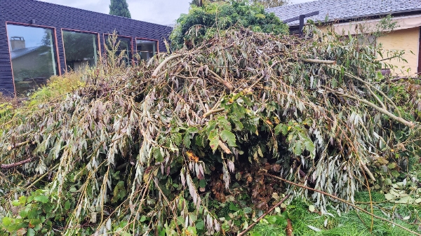 Afhentning af haveaffald. Trætoppe