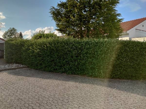 Hækklipning og affaldsfjernelse