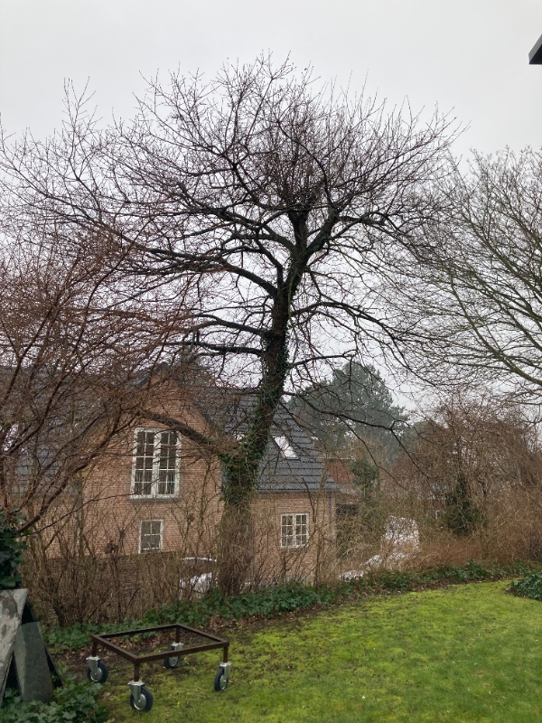 Fældning af træer i Roskilde