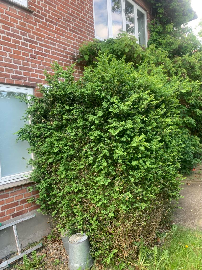 Hækklipning og beskæring