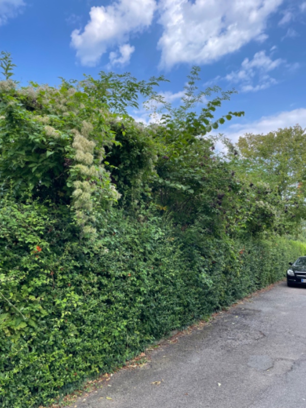 Beskæring af tre træer