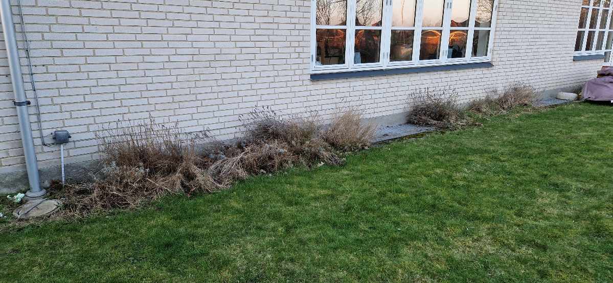 Opgravet lavendel planter og lagt en flisekant.